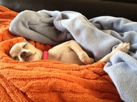 puppy-1340078