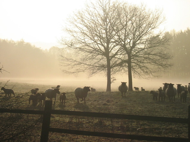 sheep-1390745-640x480