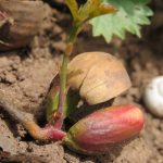 quercus-robur-855331_1920